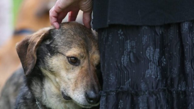 Обичта на човека - Добрината да осиновим бездомно куче