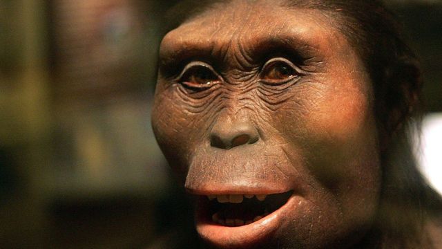 Австралопитеци са род човекоподобни, Australopithecus - 41 години от откриването на първите австралопитеци