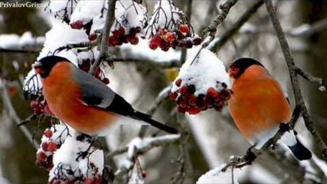 'РЯБИНА ЯГОДА ХМЕЛЬНАЯ 'Сергей Губанов HD Автор Гриша Привалов