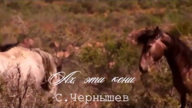 С.Чернышев-Ах, эти кони, кони, кони...