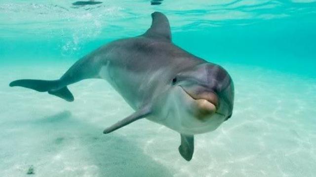 Делфинче забавлява всички хора на плажа