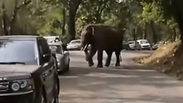 Нещастно влюбен слон смачка 15 коли в Китай