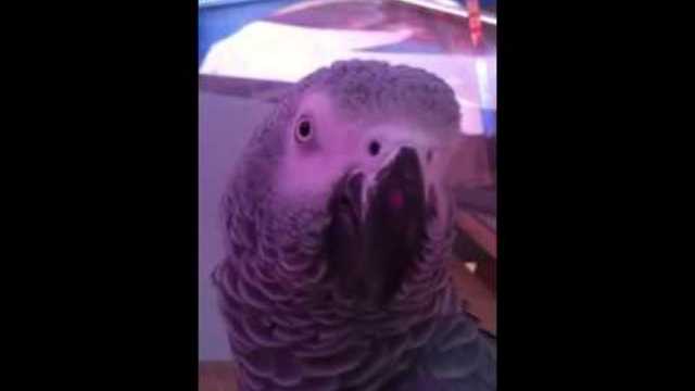 Папагалът Жорко казва "Аз съм българче"