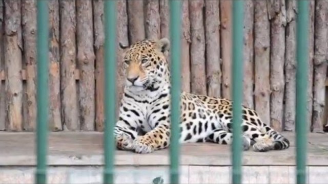 тийзър трейлър - Животът в Зоопарка - български късометражен филм (март 2016) the a Life in the Zoo - teaser trailer [HD]