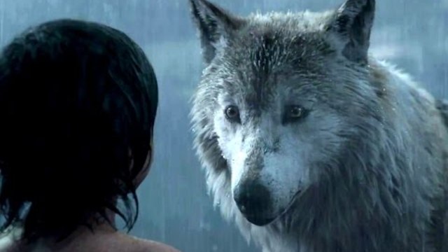 Книга за джунглата - откъс с глутницата (от 15 април) THE JUNGLE BOOK Movie Clip - Mowgli Leaves the Pack (2016) Disney Movie HD