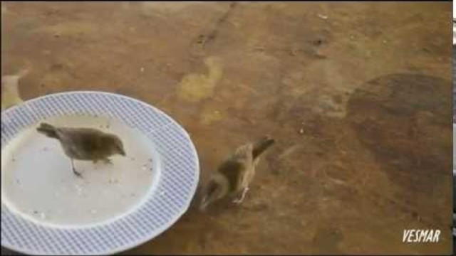 Ревю & Милена: Закуска (2002)