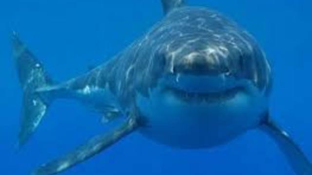 Да спиш сред акули - Двойка прекара нощта в басейн с 35 акули (ВИДЕО)