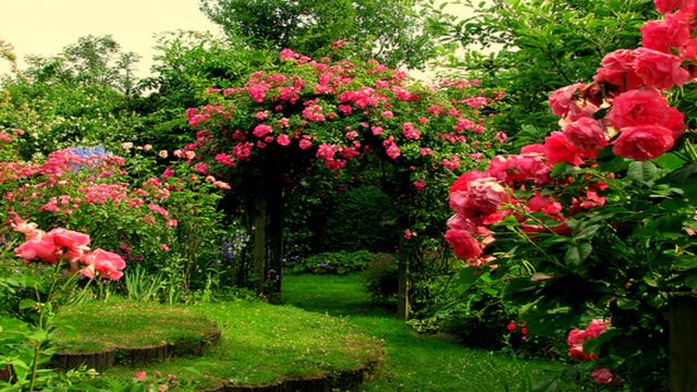 ✿♫✿Моята цветна  градина! ... ...✿♫✿