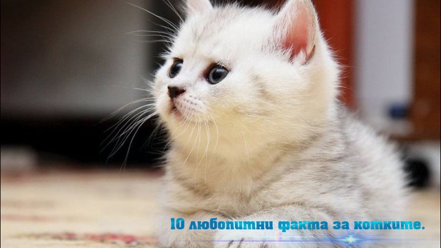 10 любопитни факта за котките.