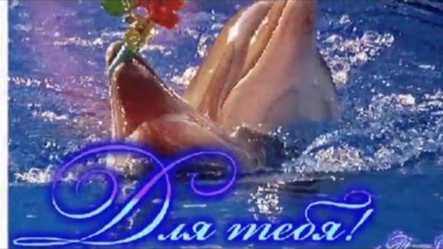 МОРЕ И ДЕЛЬФИНЫ