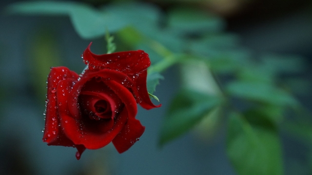 ✿♫ Рози ...  рози ... рози♫✿! ... ... (Frederic Delarue  music) ... ...