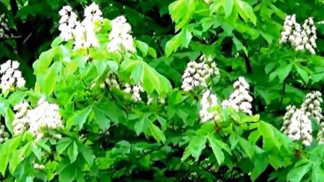 Найкращі Українські Пісні ❃БIЛЕ ТАНГО❃ Василь ДУНЕЦЬ*Руслана БУКОВСЬКА