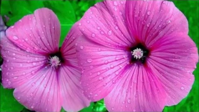 Николай Басков -  АРГЕНТИНСКОЕ ТАНГО