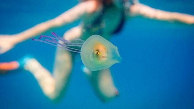 Уникално: риба заседна в медуза
