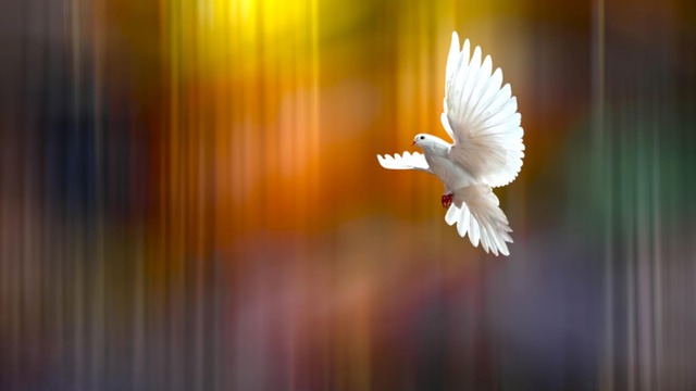 ☼На крилата на снежния бял гълъб! ... ...☼