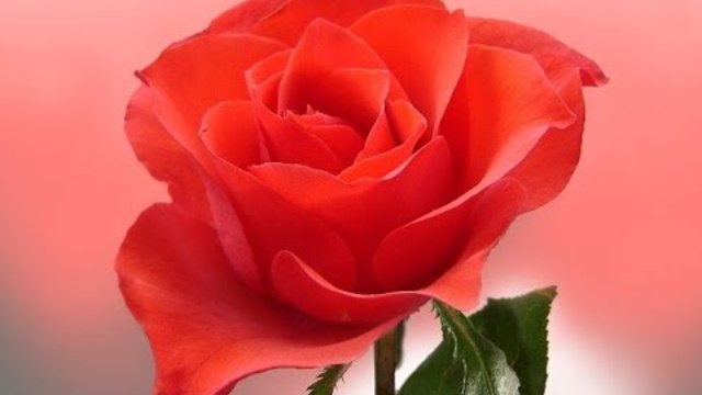 МИХАИЛ КРУГ   -   МОЙ БОГ МАДАМ