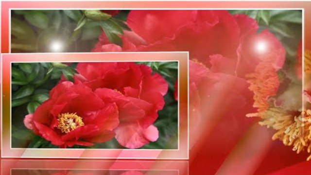 ЛЮБИМЫЕ ПИОНЫ