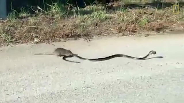 Майка Плъх спасява бебето си от змия
