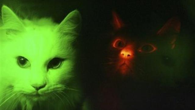 Светещи котки ! Вижте Топ 5 най-странните ГМО животни и растения
