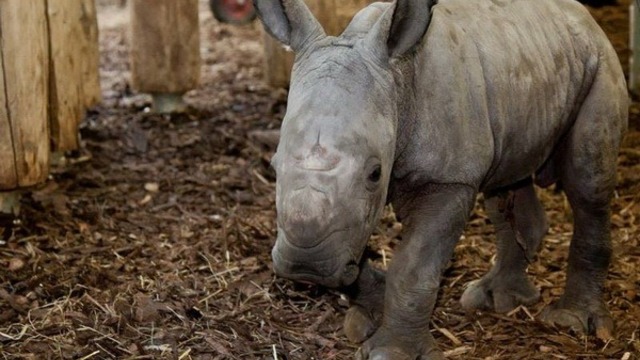 Сладко бебче носорог се мисли за куче (ВИДЕО)
