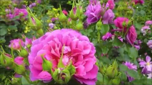 АРКАДИАС - Мой Розовый Вечер