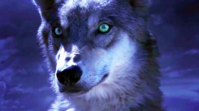 Тотемът на вълка - трейлър # Wolf Totem   Le Dernier Loup (2015) - Trailer (French)