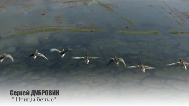 Сергей ДУБРОВИН - " Птицы белые"
