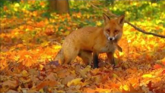 Елена Камбурова - БАБИЙ ВЕК, Вот и Осень Пришла