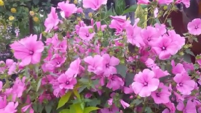 Старинный ВАЛЬС - На сопках Маньчжурии