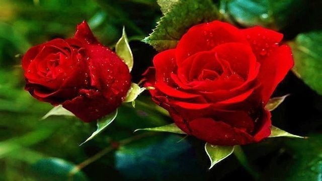 ♥Красива роза за специален човек! ...  (Acker Bilk Music)♥ ... ...