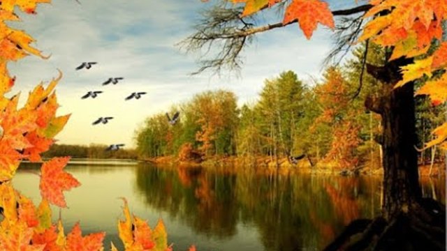 Птицы улетают...