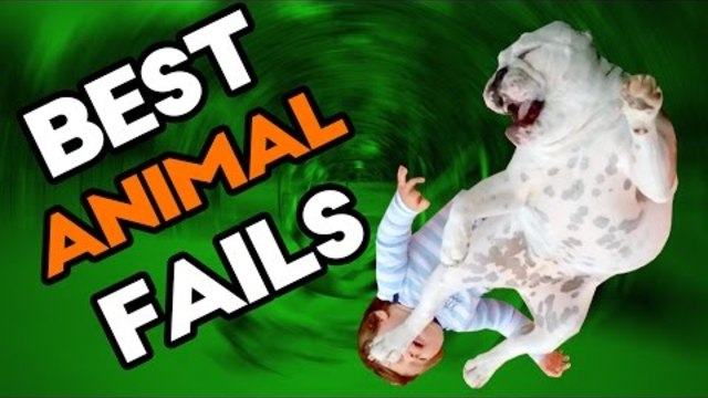 Best ANIMAL Fails of October 2016 | Funny Fail Compilation