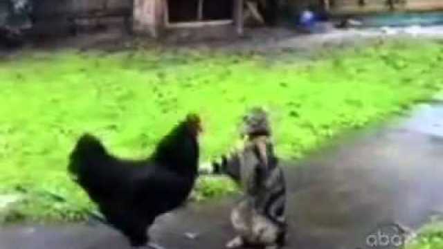 Hай-откачените котки