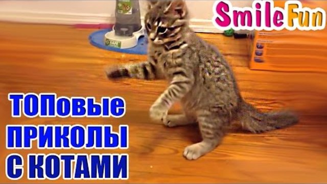 ТОПовая подборка 2016 приколы с котами Смешные Коты