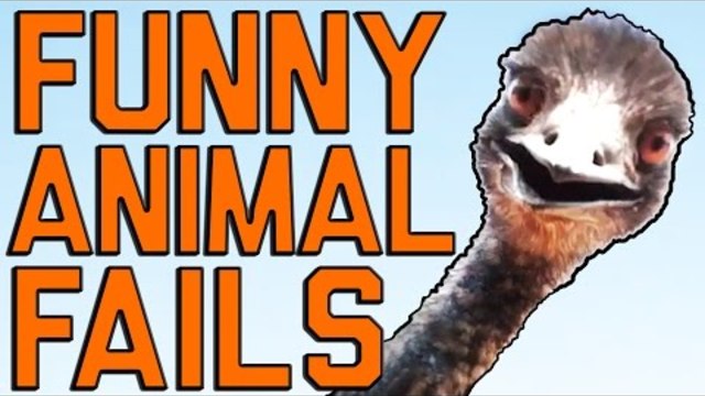 Funny Animal Fails: Just In Time For Election 2016 | Fail Army