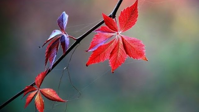 Осеннее танго