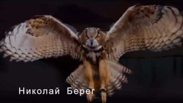 Николай  Берег  -   НАМ  НЕ  ДАНО  ПОНЯТЬ