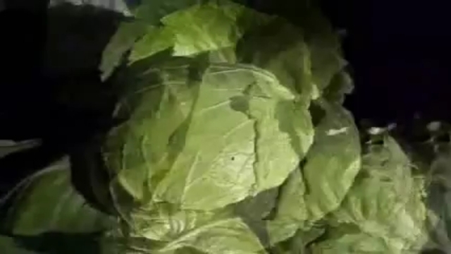 Македонска кисела зелка