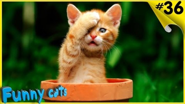 Приколы с котами и кошками Смешные животные Смешные коты 2016