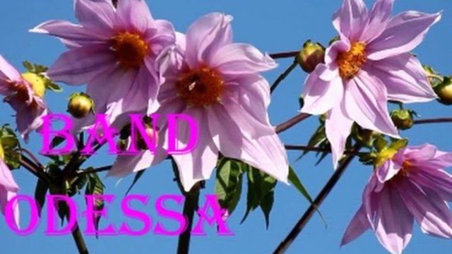 Band ODESSA - ТОПОЛИНЫЙ ПУХ