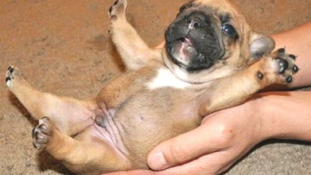 Cute Puppies - A Cute Puppy Videos Compilation 2015