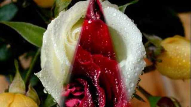 Андрей  Шпехт  -  А розы отцвели