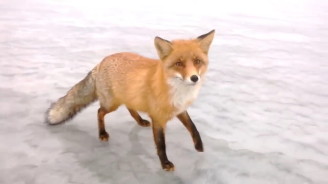 Кума Лиса дойде да обядва с рибарите