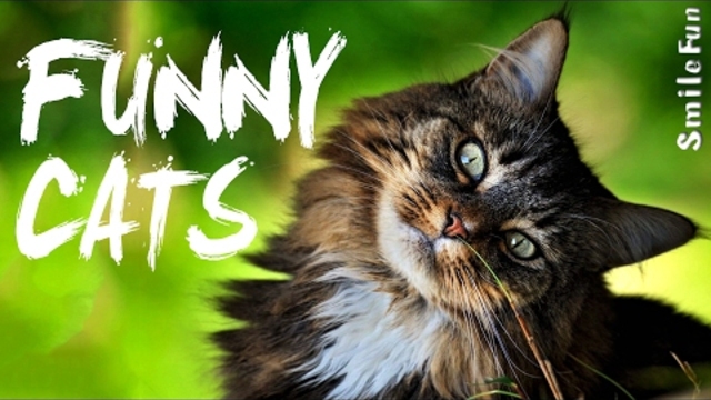 Смешни Котки 2017 забавно да сълзи с котки и котки