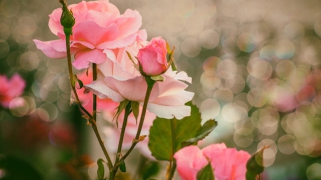 TAYANNA - I Love You