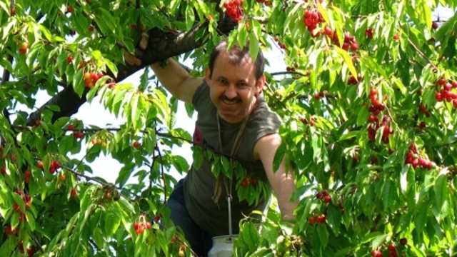 Band ODESSA   -   ПОСПЕЛИ ВИШНИ