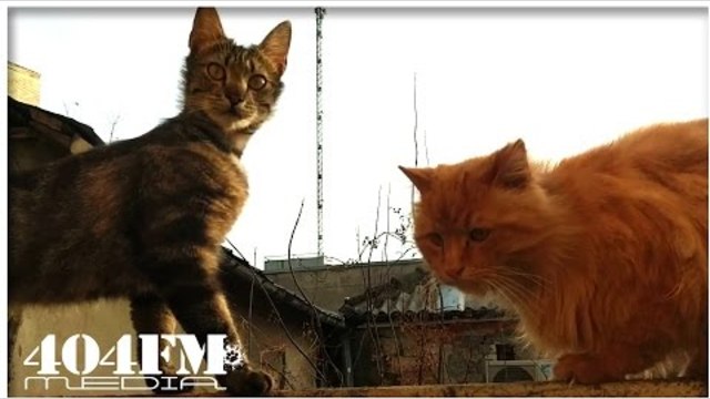 Смешные коты и непонятка на заборе - Funny cats and confusion on the fence
