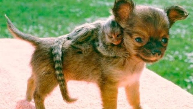 НАЙ-ДОБРИТЕ ПРИЯТЕЛСТВА МЕЖДУ ЖИВОТНИ за 2016 Top 10 Best Animal Friends 2016