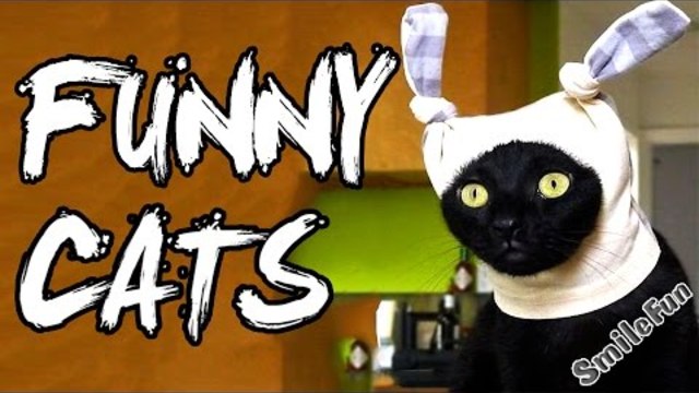 Смешни Котки Fun до сълзи с котки и котки през 2017 г.