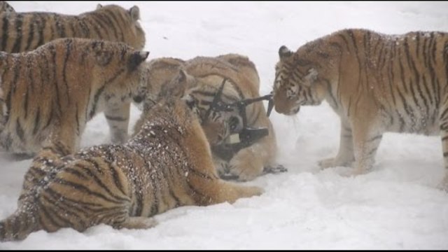 Сибирски тигри дебнат и повалят...дрон!😃